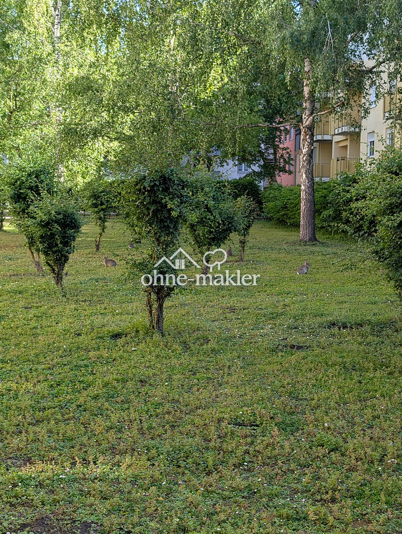 image-65186948