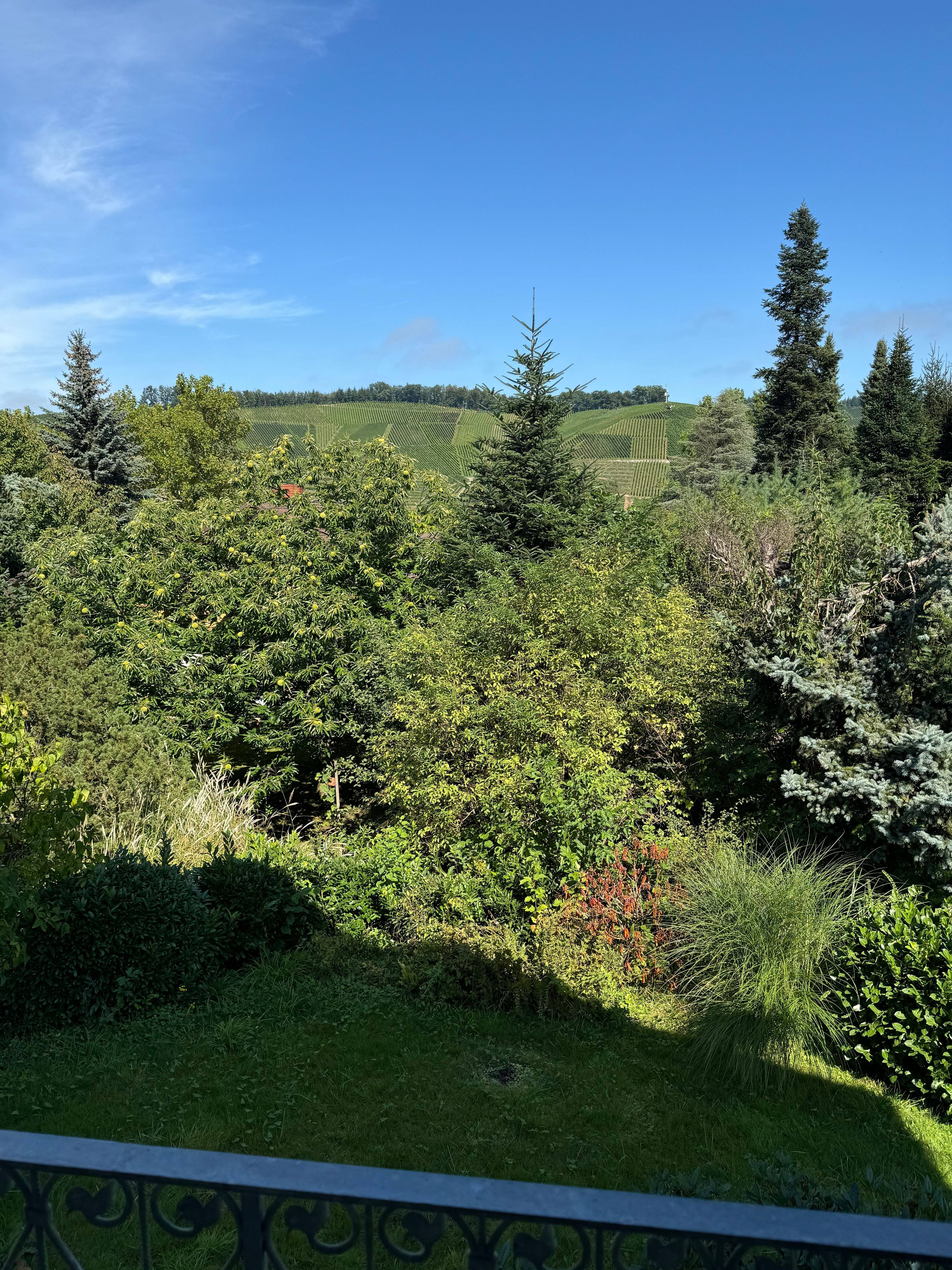 image-66058734