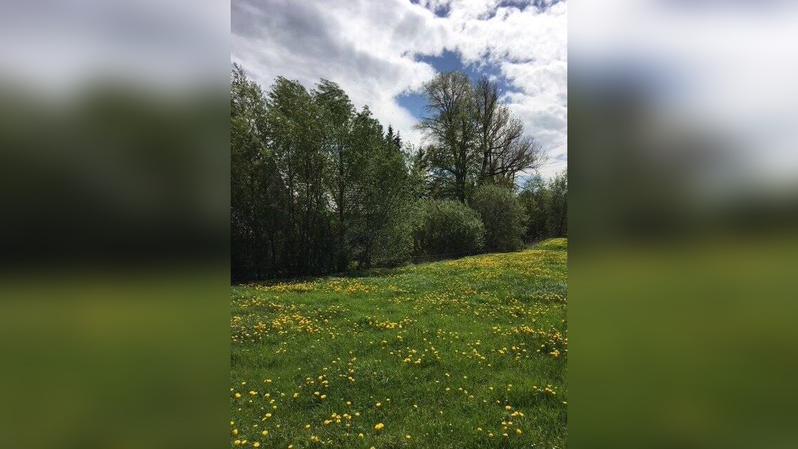 image-67098771