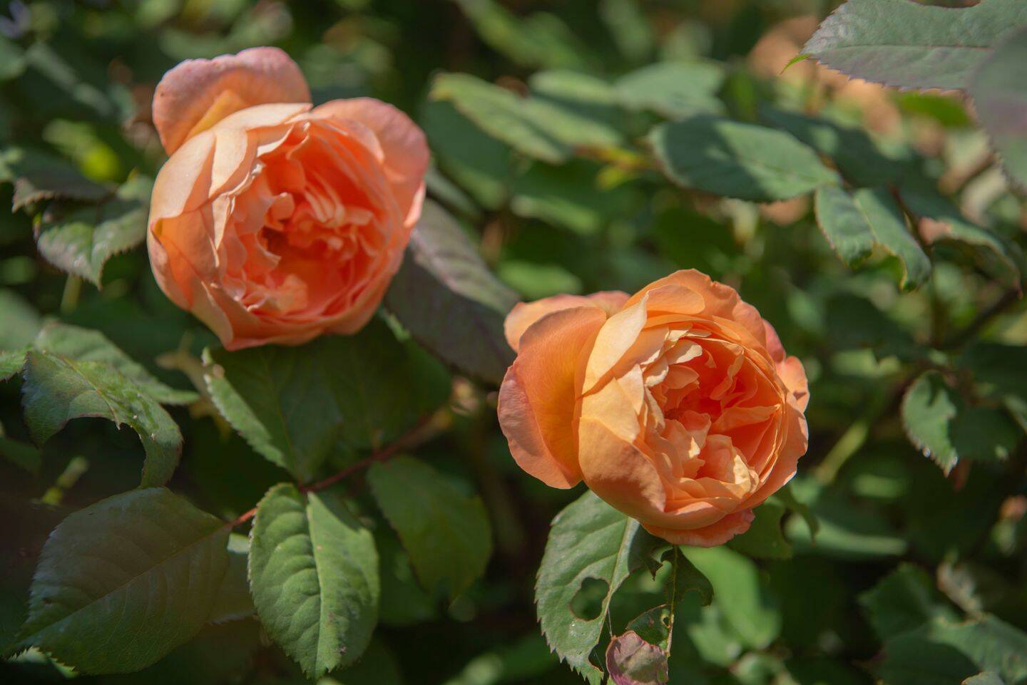 Bild 7