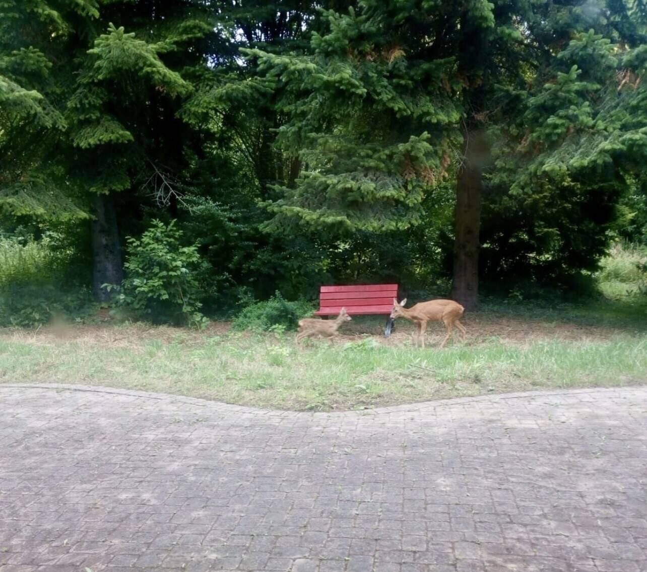 Bild 17