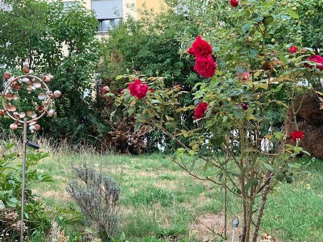 Bild 19