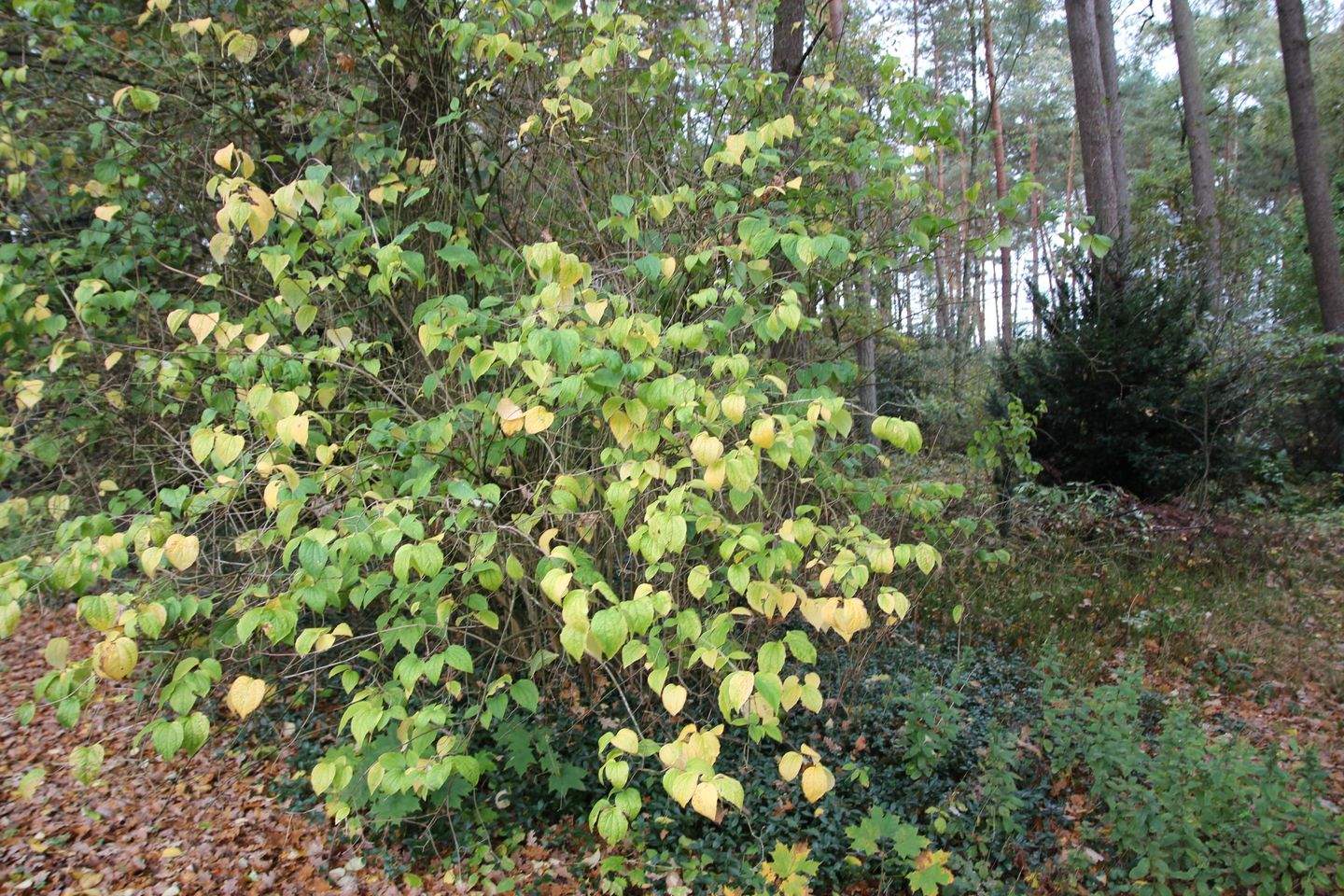 Bild 4