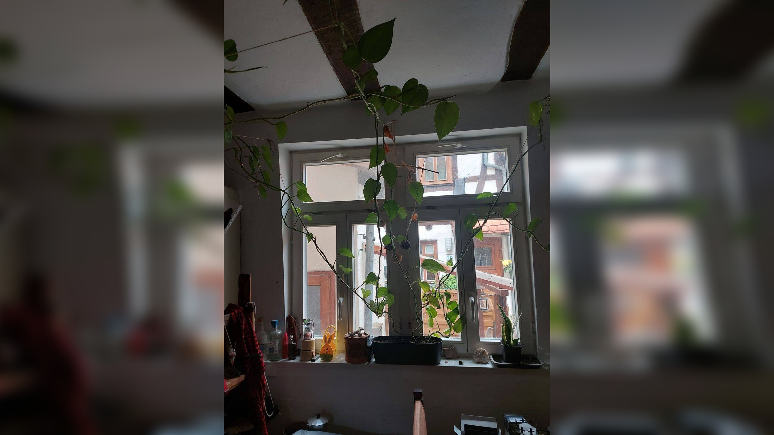 image-70174322