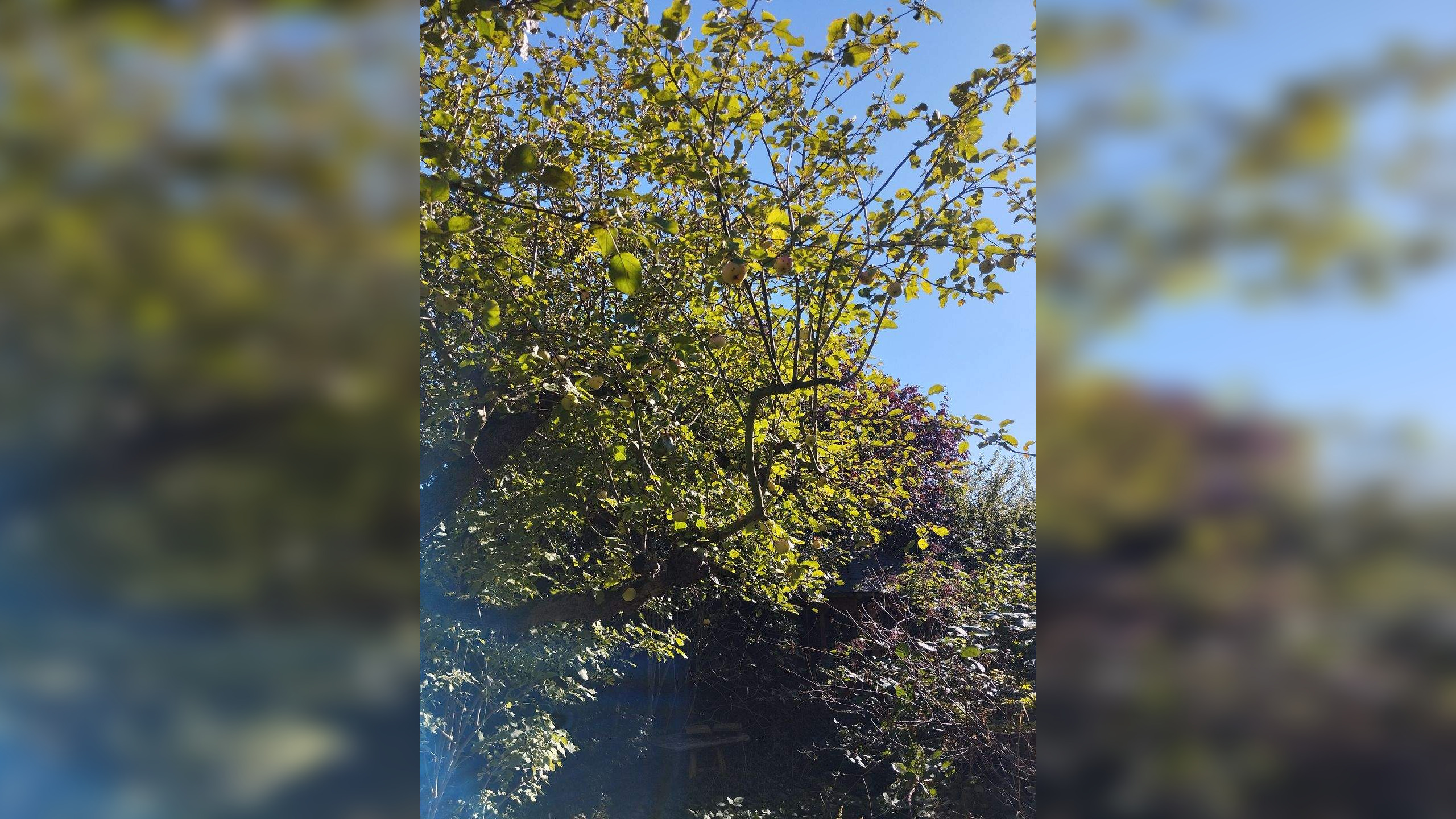 image-70187690