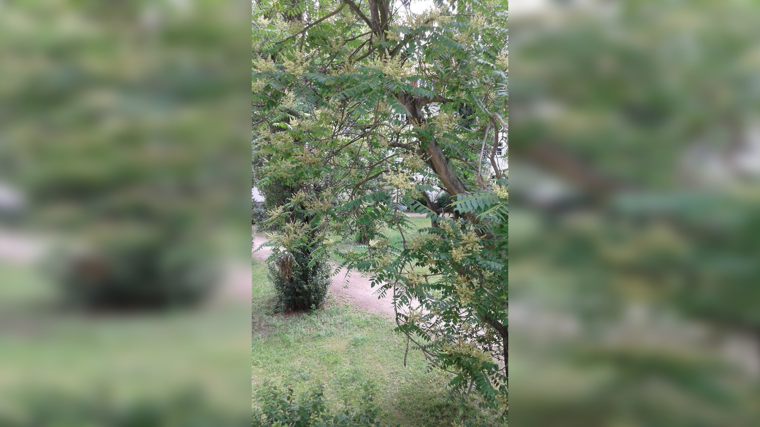 Bezugsfrei! Keine Provision! Sonnige 2-Zi-DG, Bj 2000 im sanierten AB-Gebäude, gr. Innenhofgarten – 12459 Berlin – Vorschaubild 5