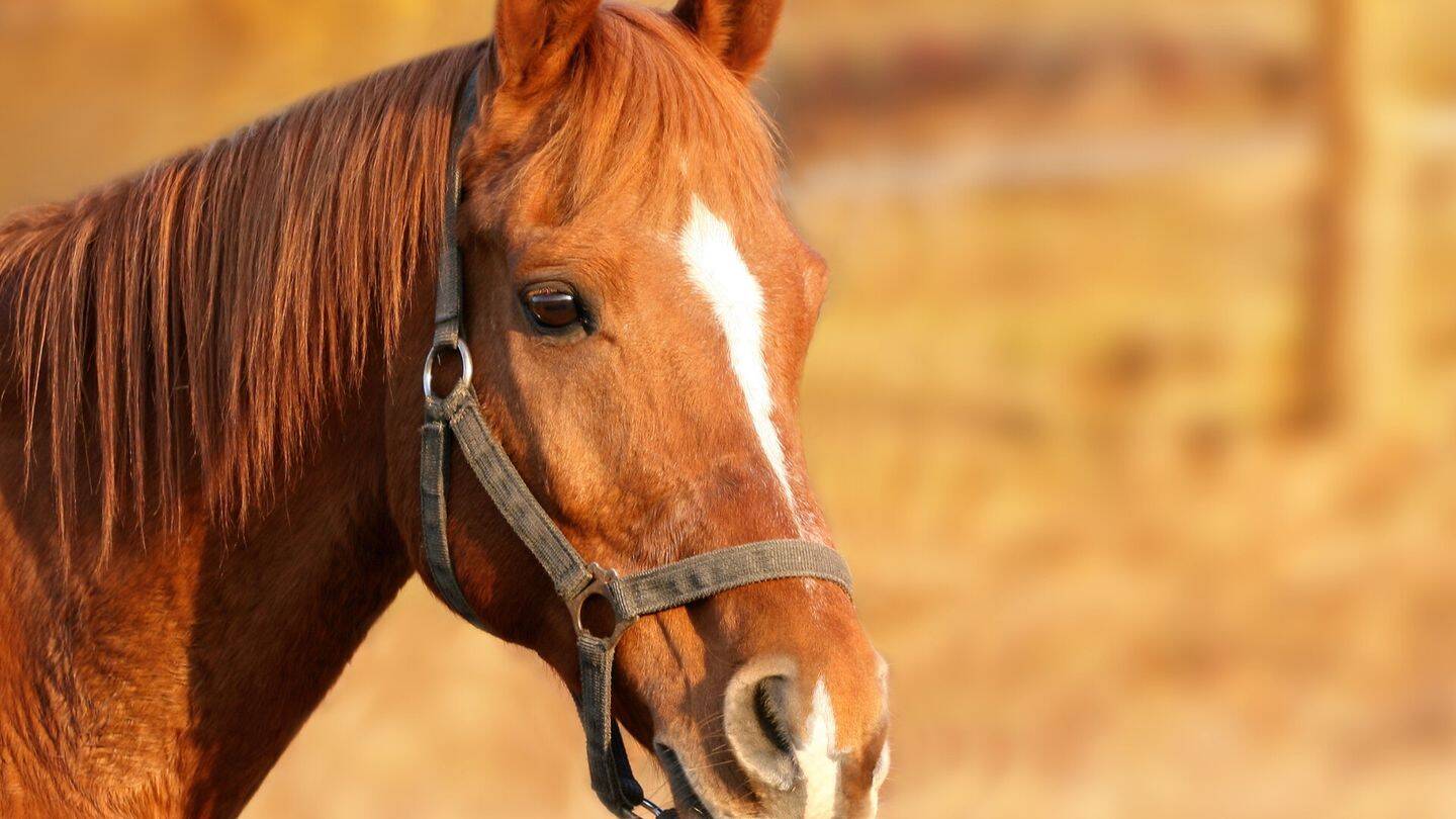 Profi Reitanlage mit 40er Halle und Platz zwischen MS und WAF, 48231 Warendorf