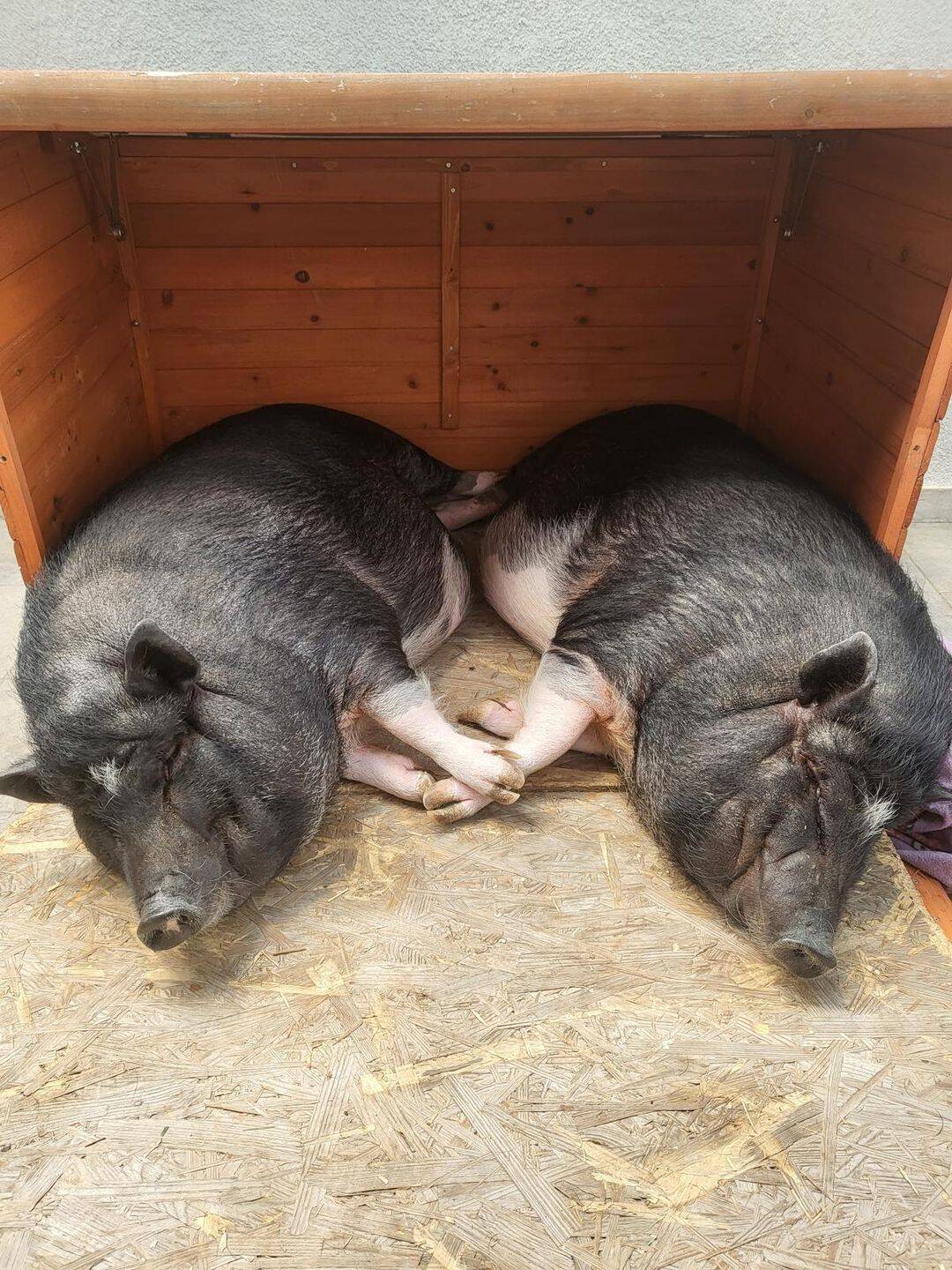 3-Zimmer-Wohnung in Kronau – ca. 80 m², EG, Gartenmitbenutzung & tierische Nachbarn 🐷, 76709 Kronau