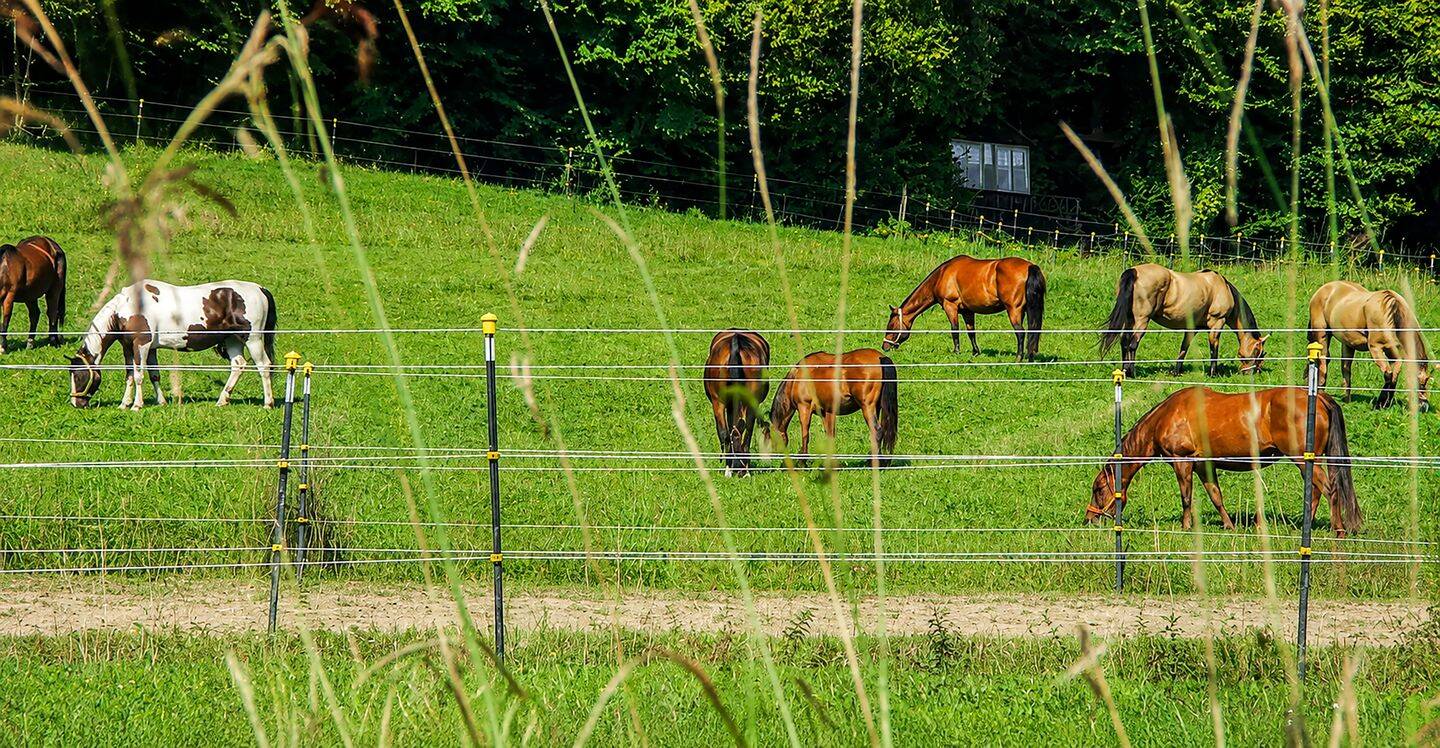 Exklusives Reitanwesen mit außergewöhnlichem Flair, 94530 Auerbach