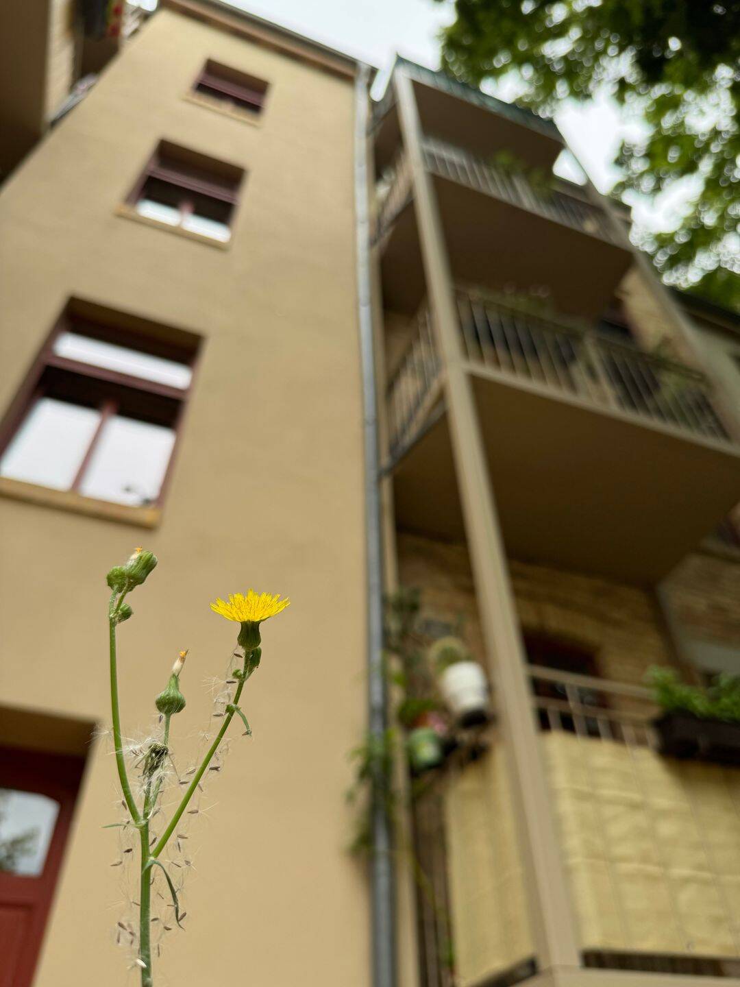 Wohnidylle mit Balkon, Tageslichtbad und Grüner Oase zur gemeinschaftlichen Nutzung, 6114 Halle (Saale) (Am Wasserturm Giebichenstein Innenstadt Paulusviertel Trotha)