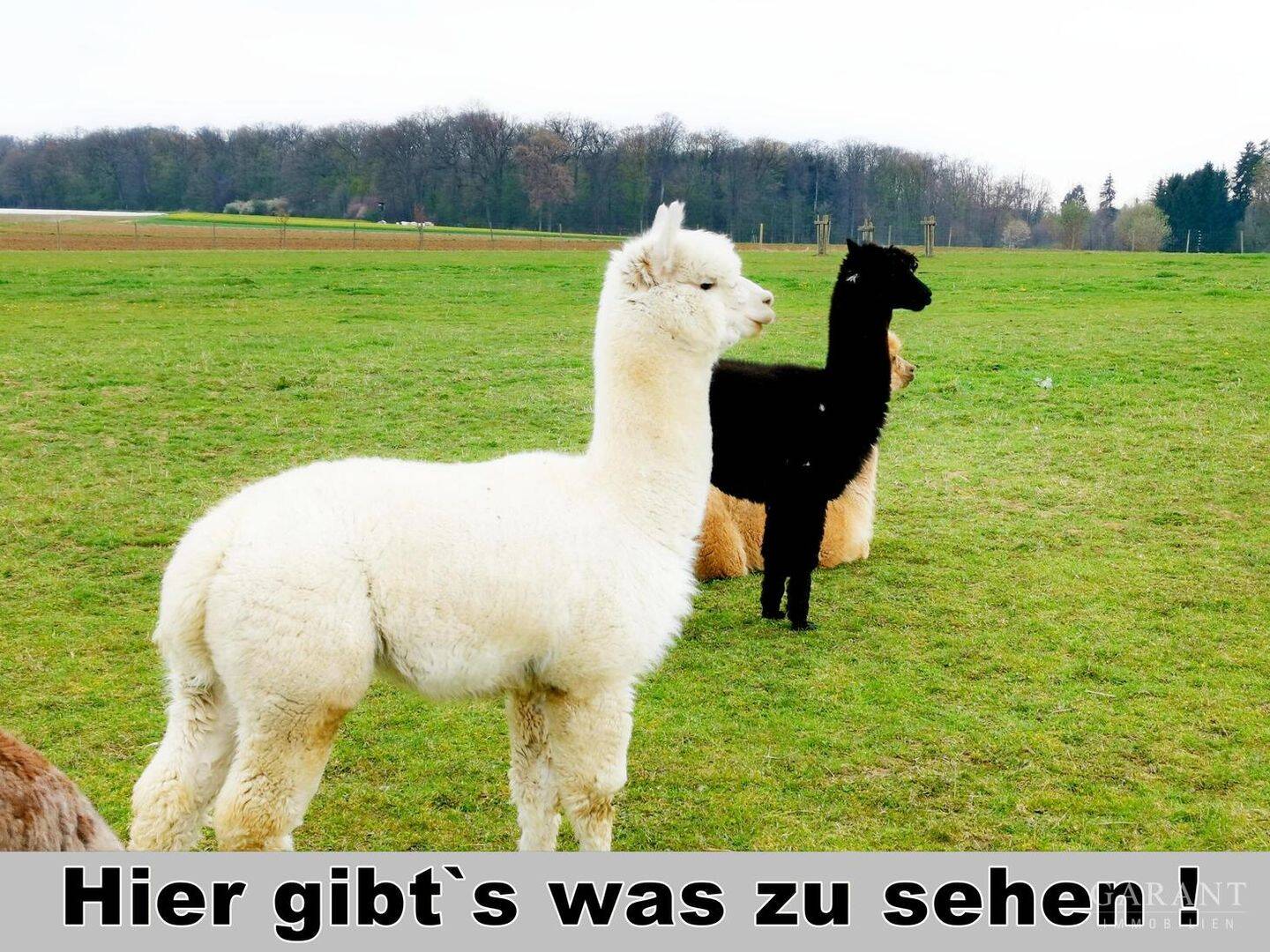 *** Große Vorfreude ***, 89547 Gerstetten