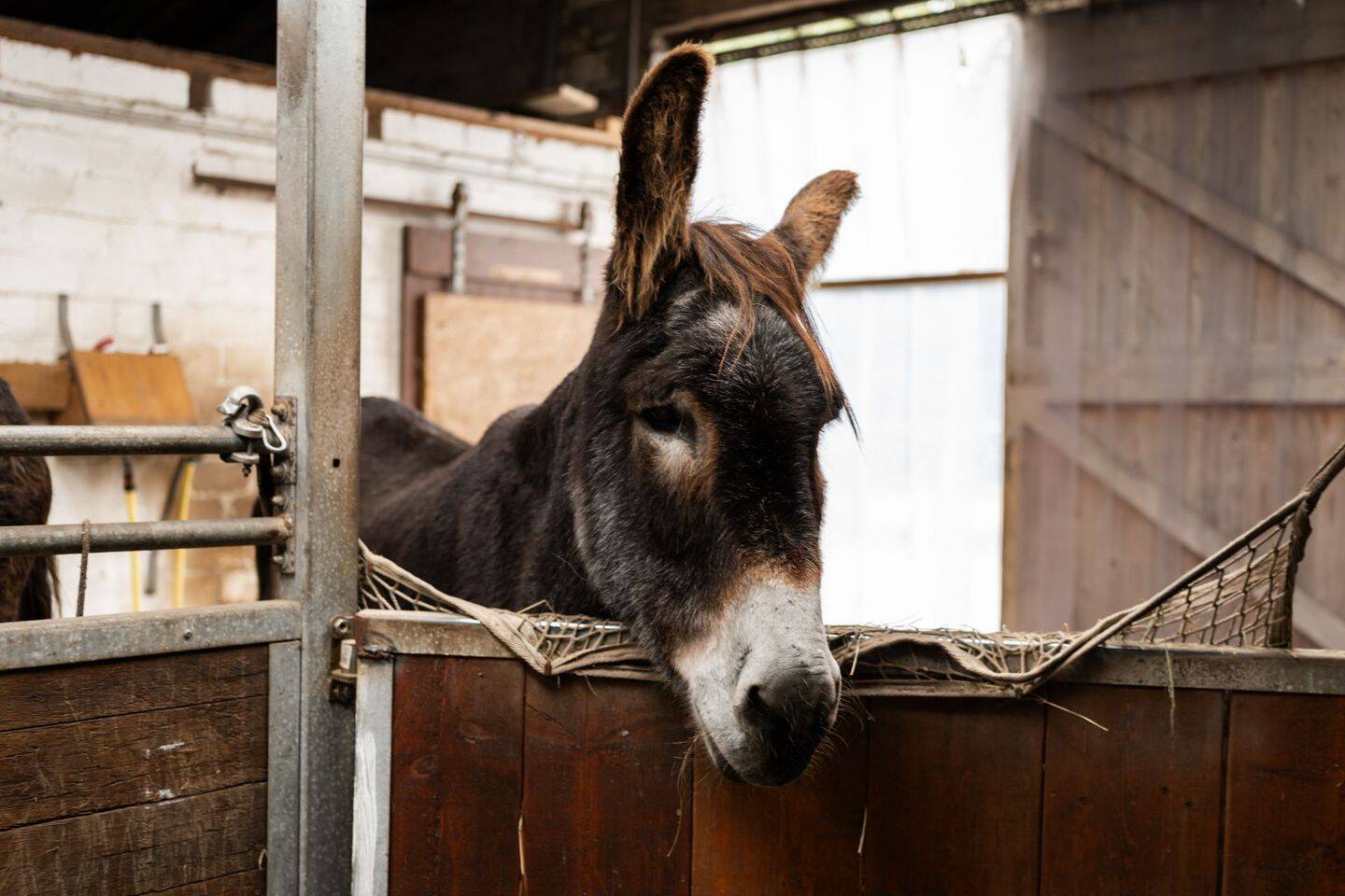 Modernisierter Resthof mit rund 2,1 Hektar warten auf Naturliebhaber und Tierfreunde, 26629 Großefehn