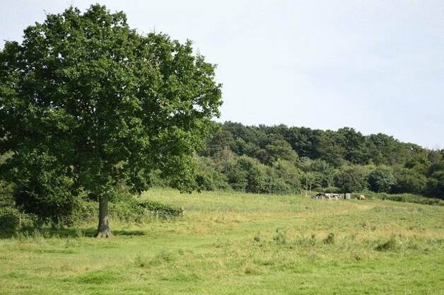 Gute Geldanlage – großes Waldgrundstück, 93464 Tiefenbach