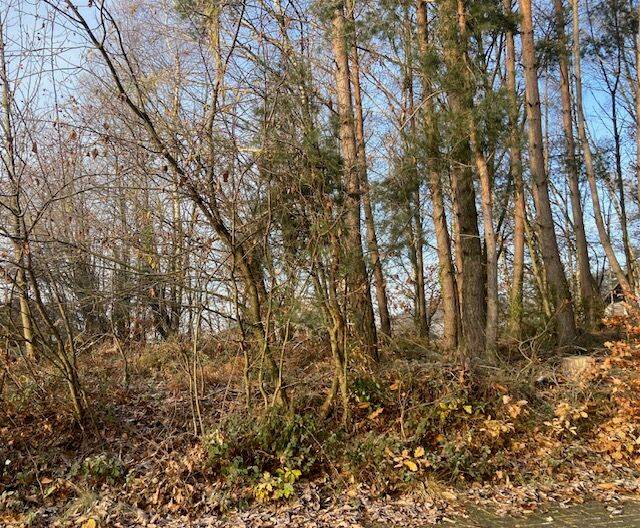 idyllischer Bauplatz am Waldrand Melkerei / Landstuhl, 66849 Landstuhl