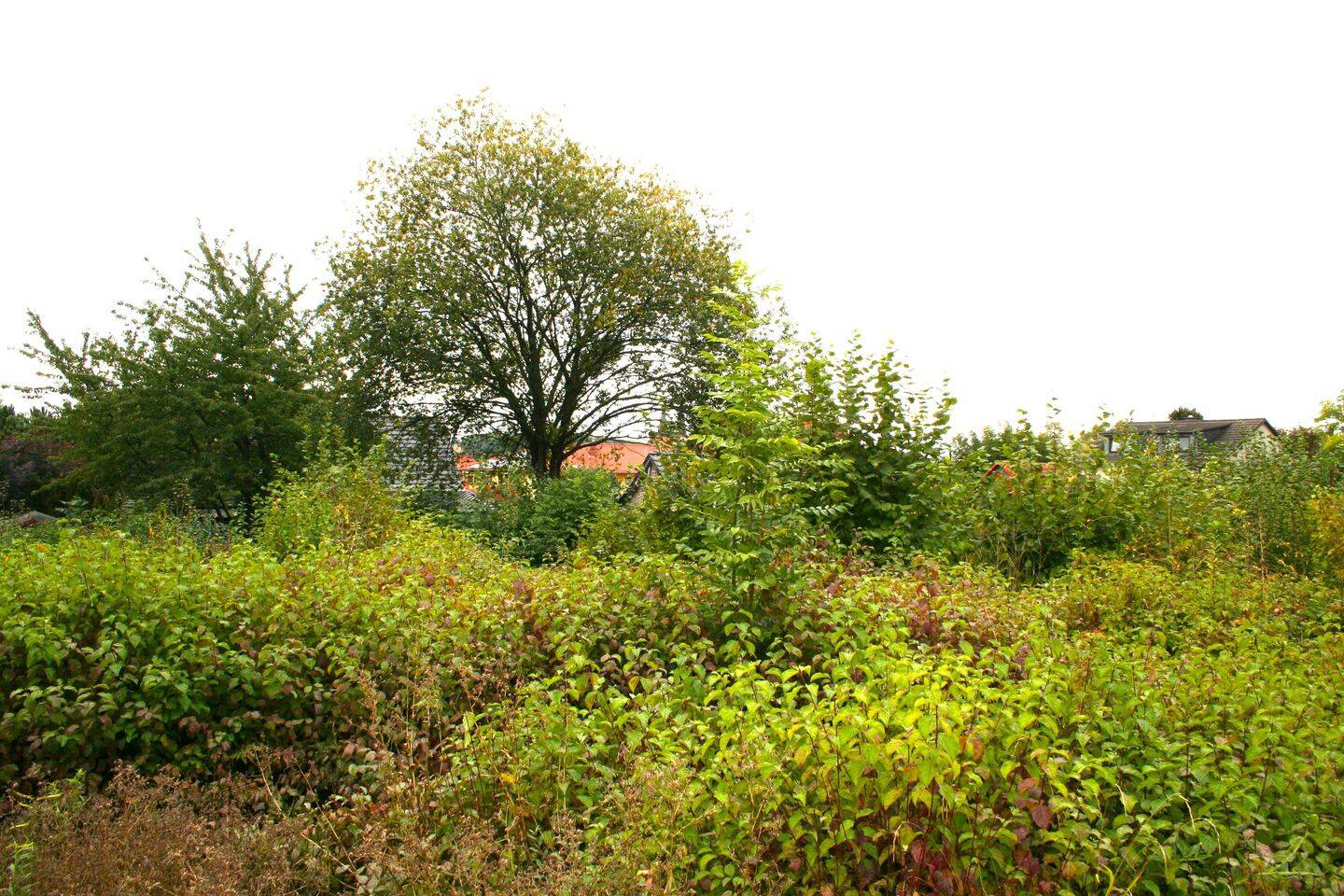 4.318 m² Baugrundstück in Osterwieck zwischen Wernigerode, Halberstadt u. Salzgitter, 38835 Osterwieck