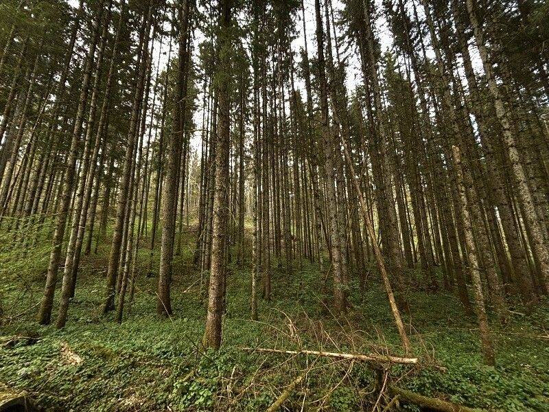 Waldflächen – die Lunge der Natur!  Landwirtschaftliche Grundstücke im Paket oder separat zu erwerben!, 78194 Immendingen