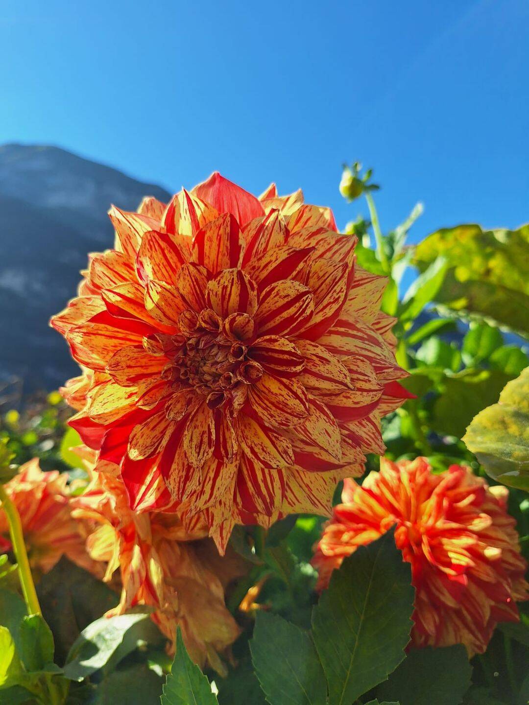 GOLDWERT ist dieses Grundstück in Bestlage!  Eine ROSE ! Eine PERLE! Entscheiden Sie!!!, 94474 Vilshofen an der Donau