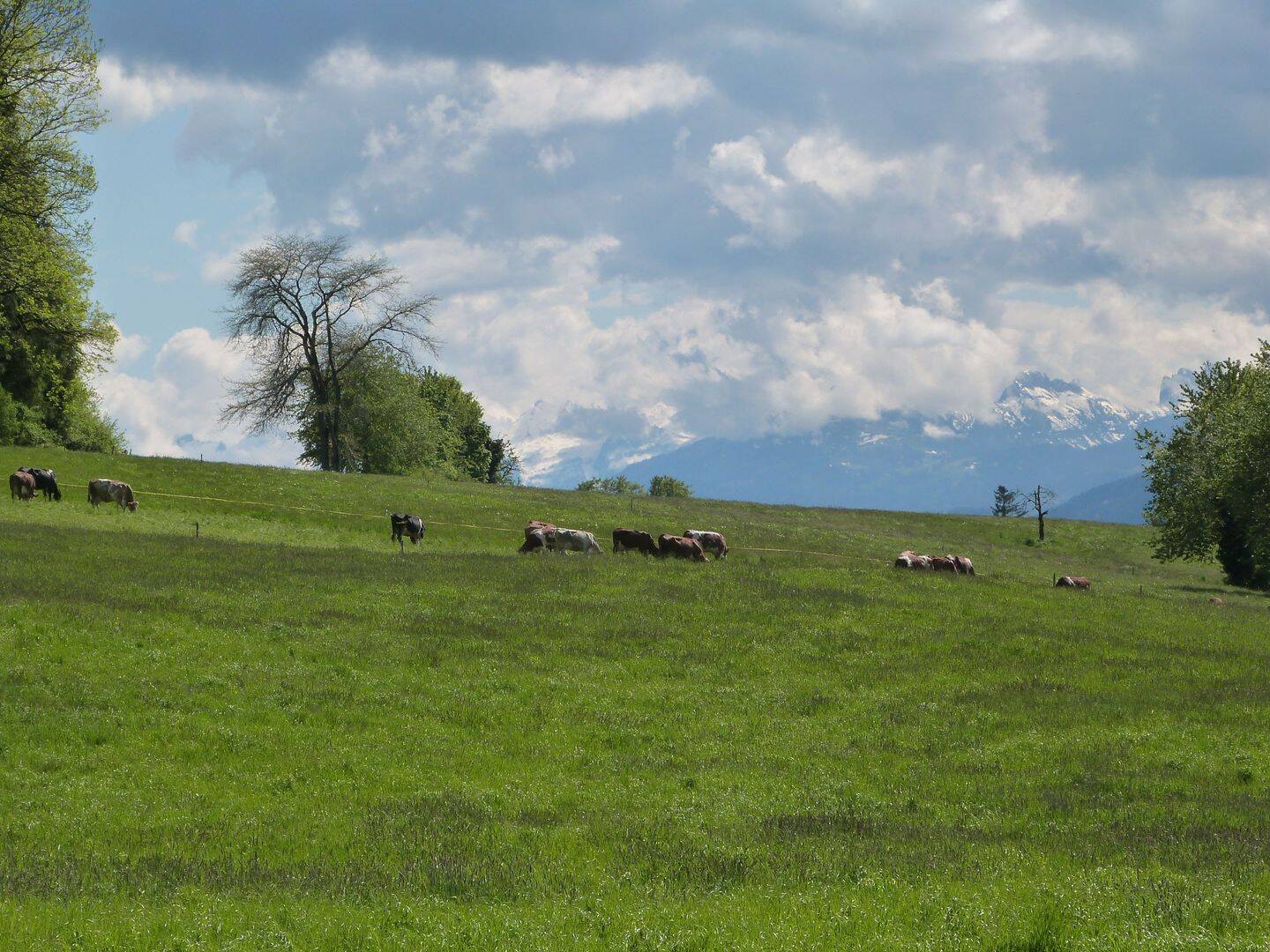 Grundstücke für Wohnbebauung in idyllischer Lage, 88239 Wangen im Allgäu