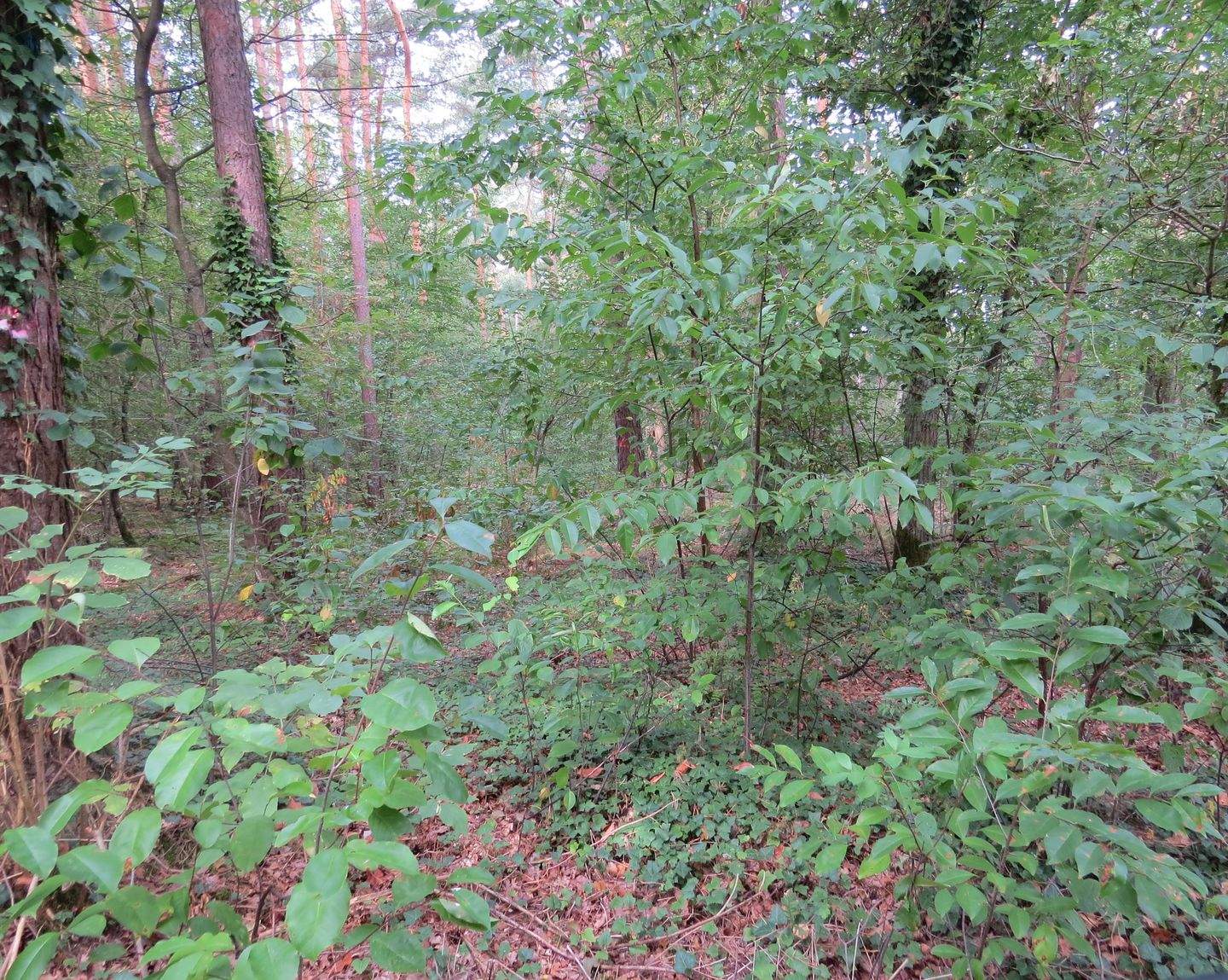 Waldfläche nahe Schaafhausen zu verkaufen !, 29451 Dannenberg (Elbe)