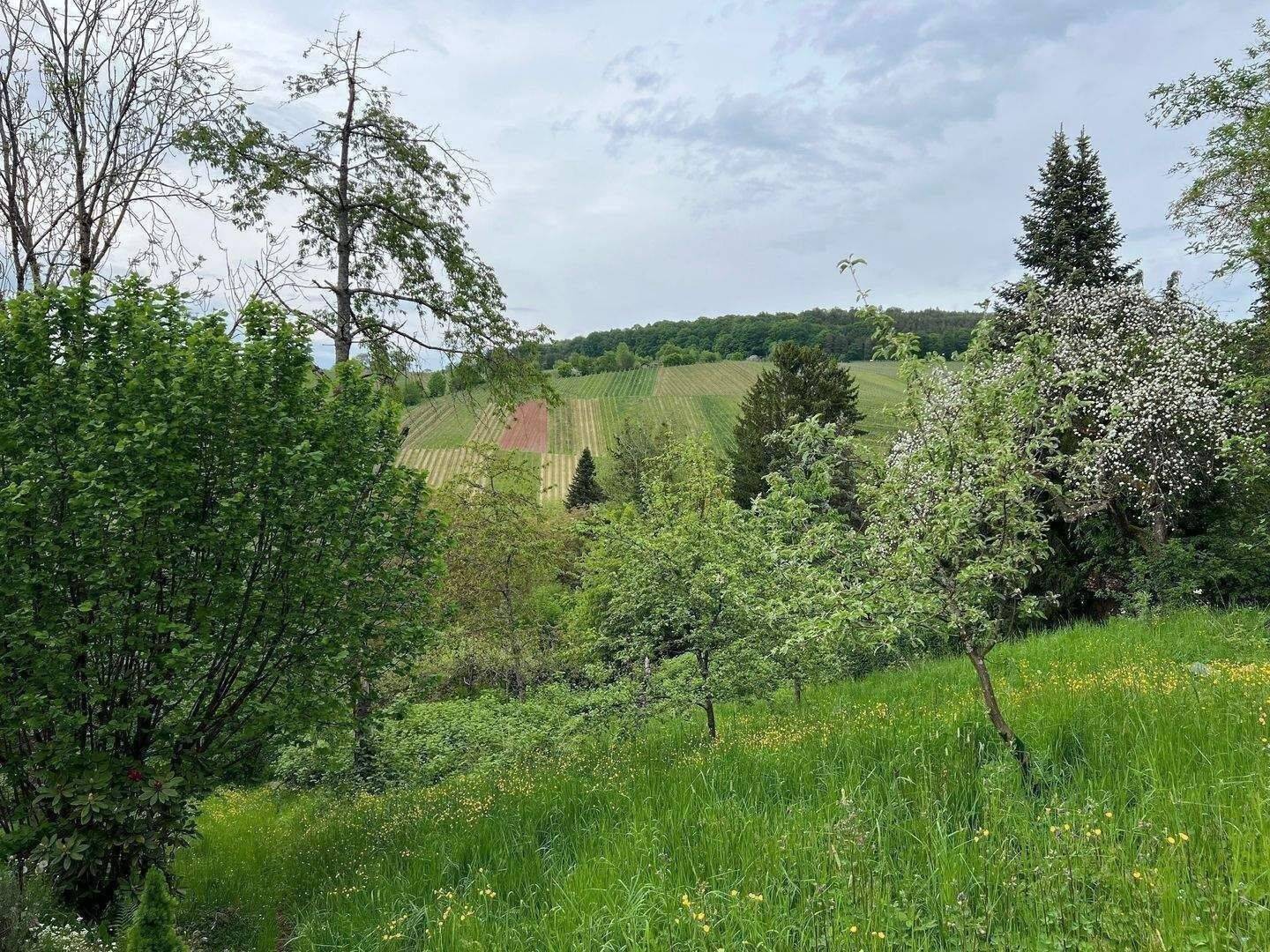 Idyllisches Garten-Grundstück in Therapeutischer Hochlage – in Mitten der Weinberge, 71384 Weinstadt