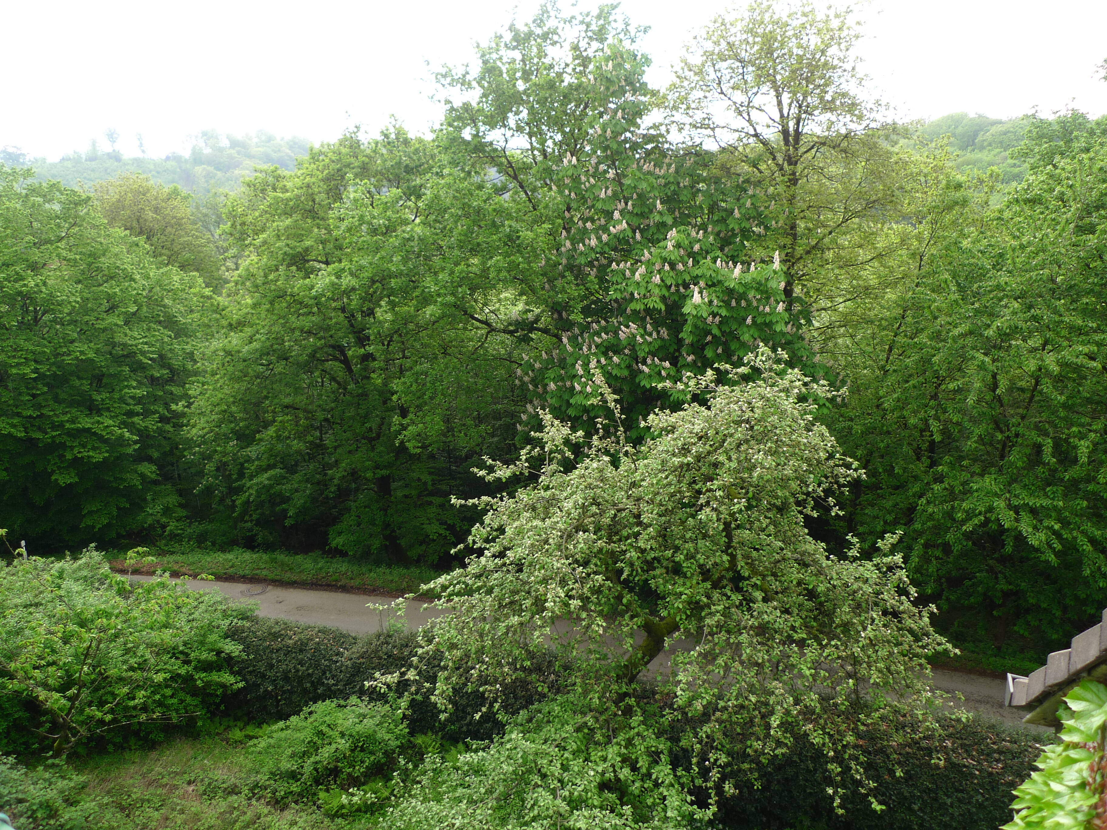+++Baugrundstück in Velbert Langenberg+++, 42555 Velbert
