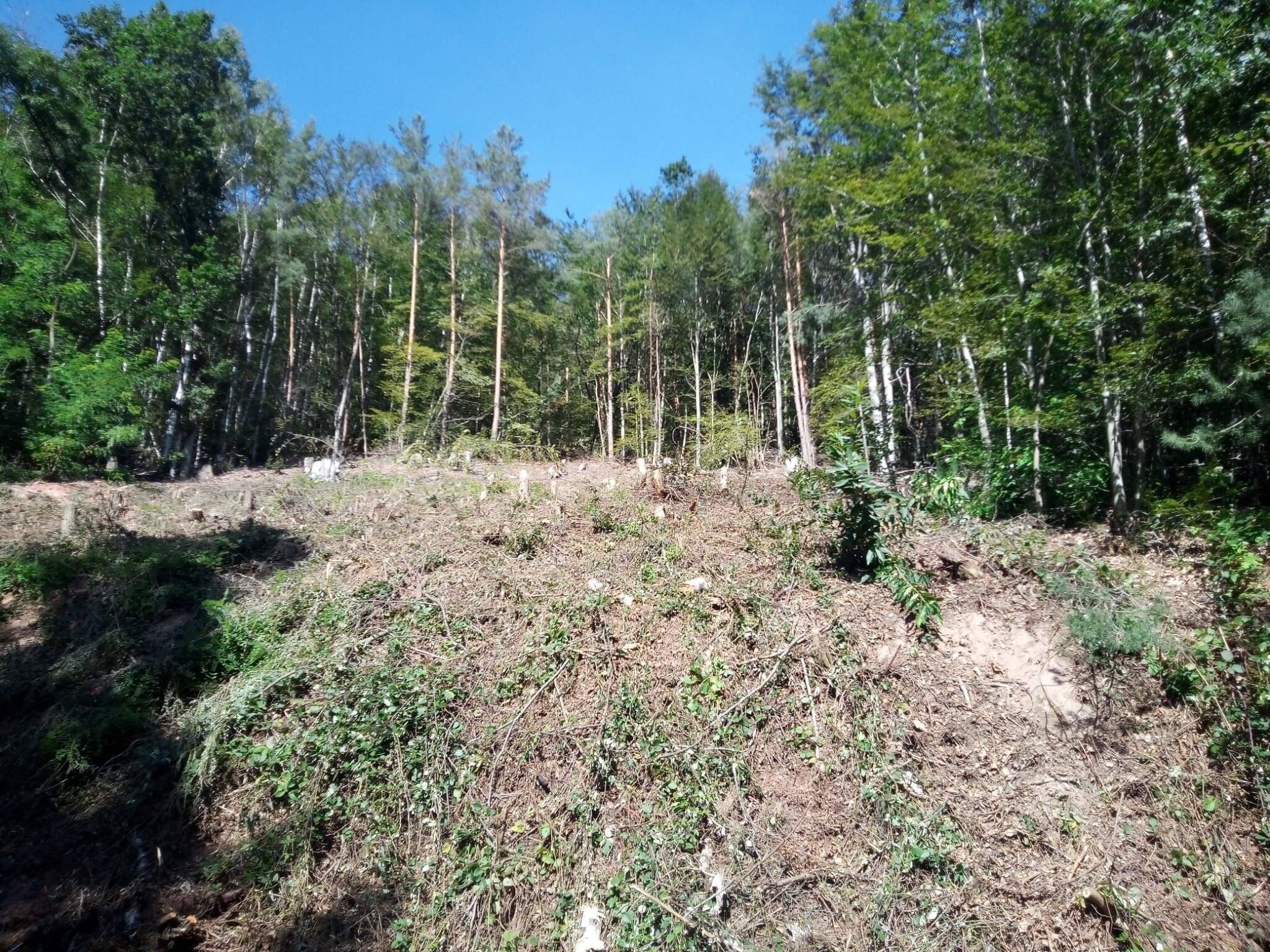 Baugrundstück in schöner  Waldrandlage, Hanglage., 67468 Neidenfels