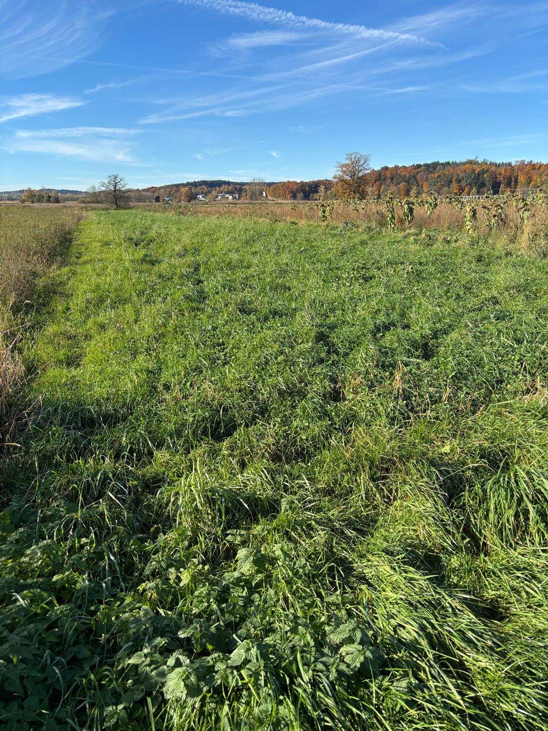Wiesengrundstück bei Oberlauterbach, 85283 Wolnzach