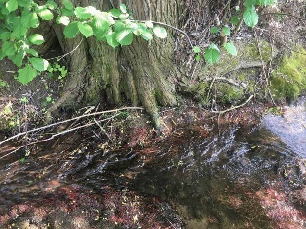 Weiher Wald oder Ausgleichsfläche, 85084 Reichertshofen