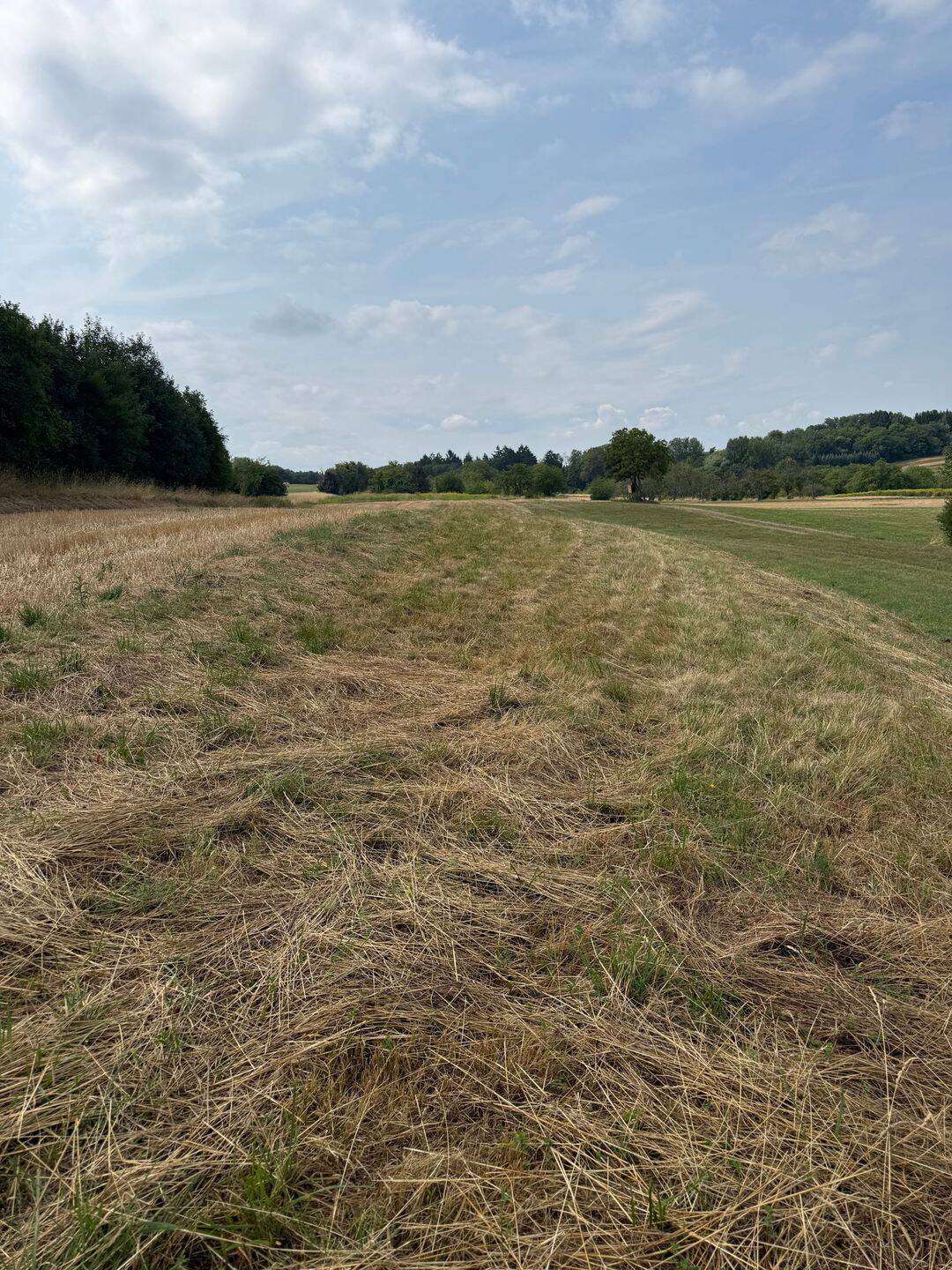 Wiesengrundstück mit Fernblick, 79336 Herbolzheim