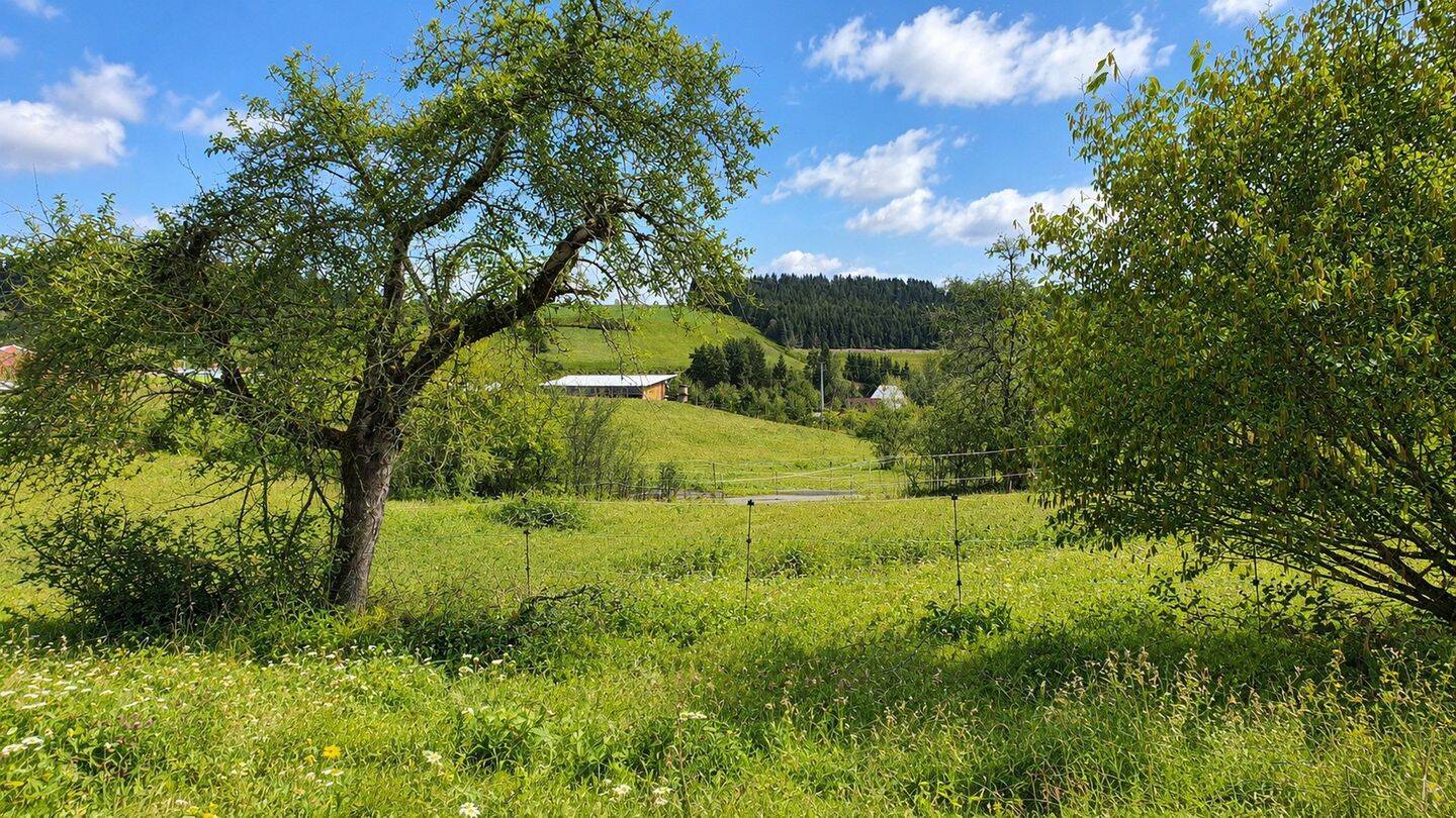 2.443 m² Baugrundstück mit positivem Bauvorbescheid – viel Platz & Weitblick, 78078 Niedereschach