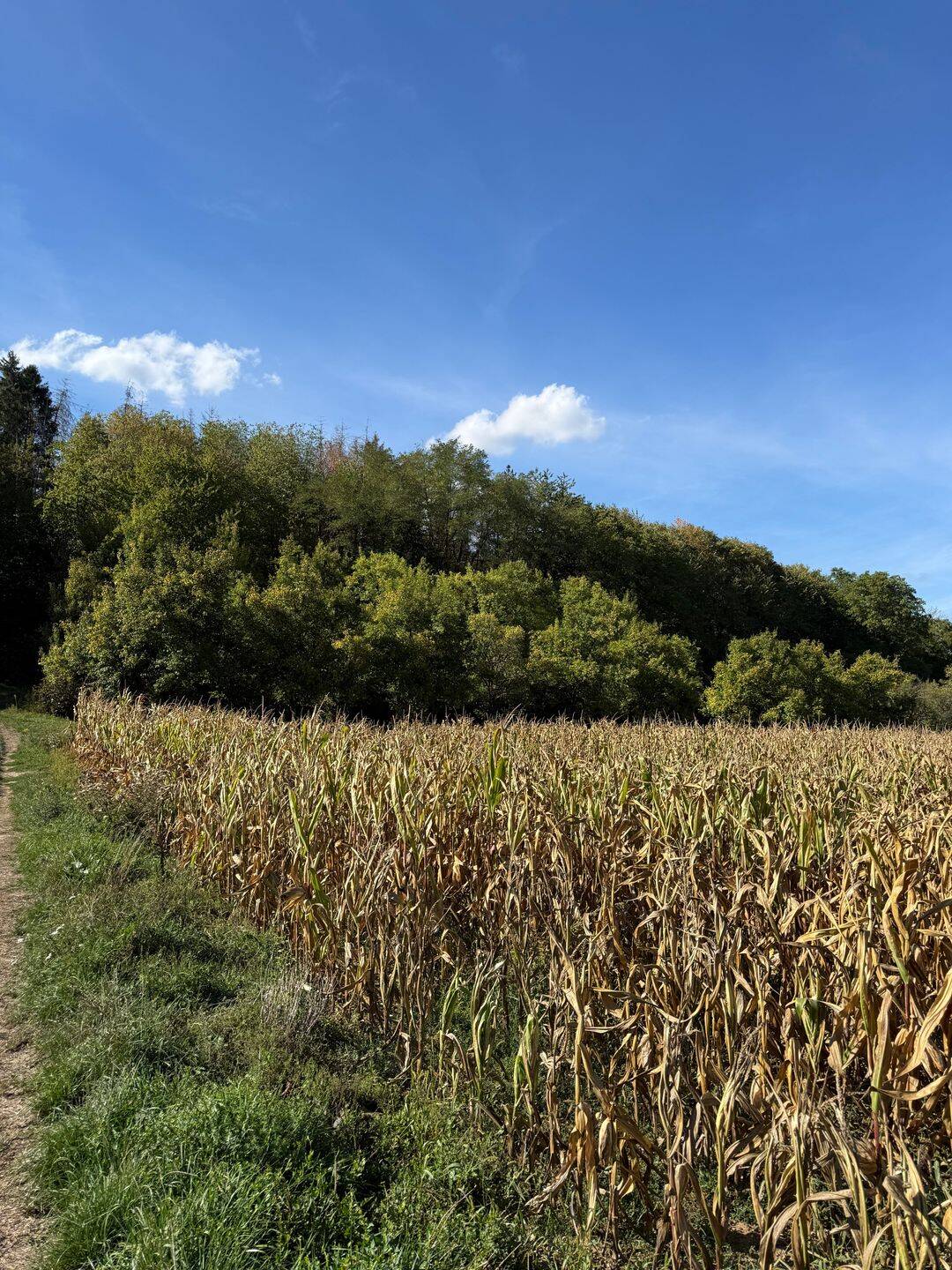 Natur, Ruhe & Weitblick: 3.710 m² naturnahe Grundstücksflächen am Waldrand, 79336 Herbolzheim