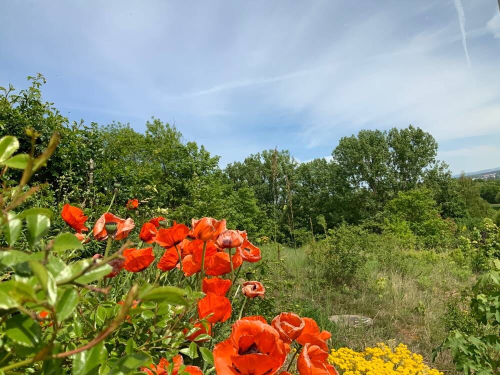 Traumhafter Bauplatz zwischen Limburg und Diez., 65582 Aull
