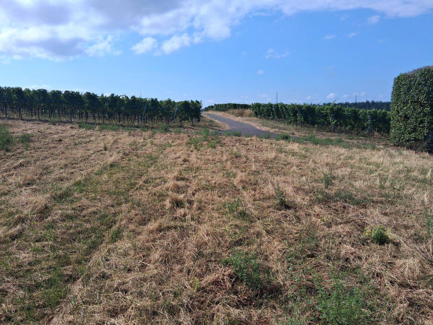 Ortsrandlage – An den Weinbergen, 74382 Neckarwestheim