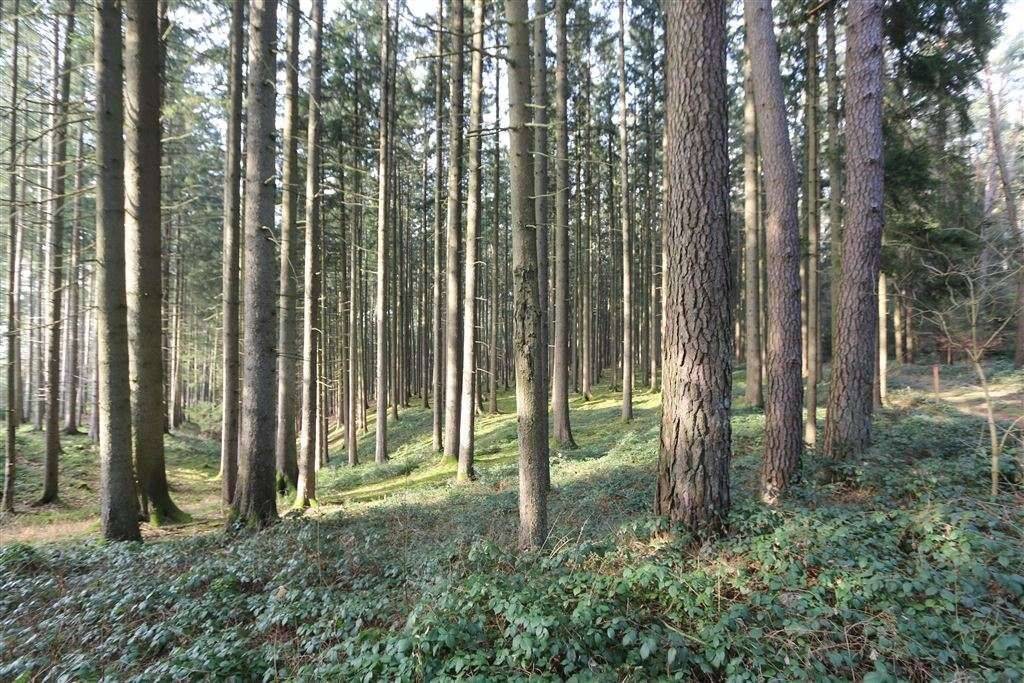 Waldgrundstück mit ca. 100-jährigem Fichten- und Kiefernbestand in Hackerskofen, 84177 Gottfrieding