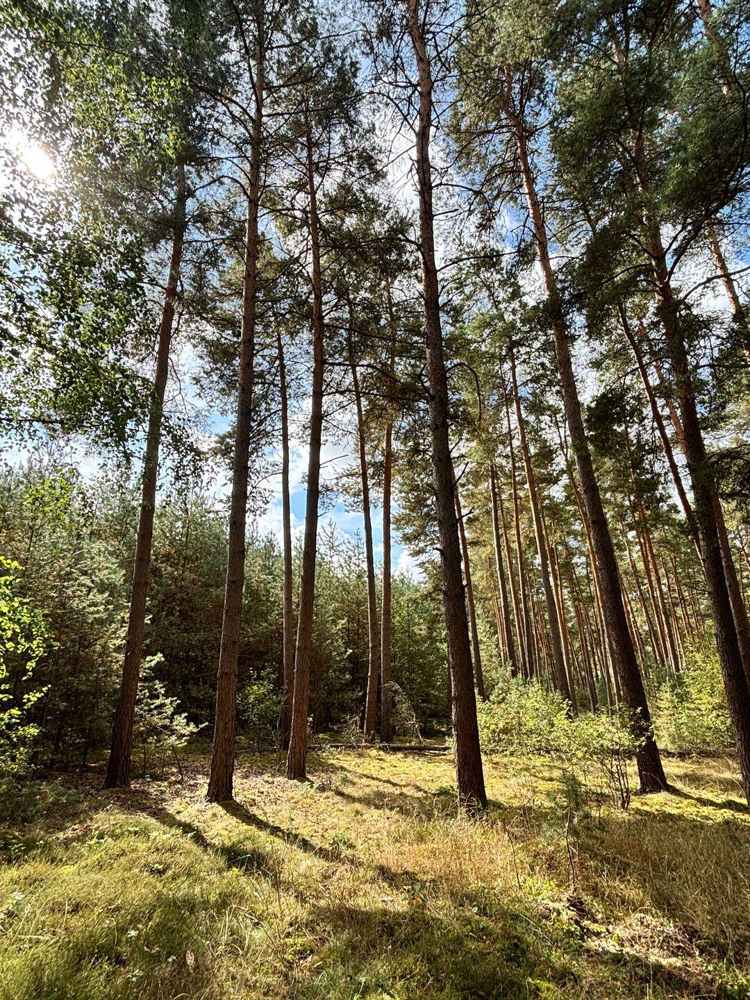 Naturgrundstück mit gewachsenem Baumbestand in der Altmark, 38486 Klötze