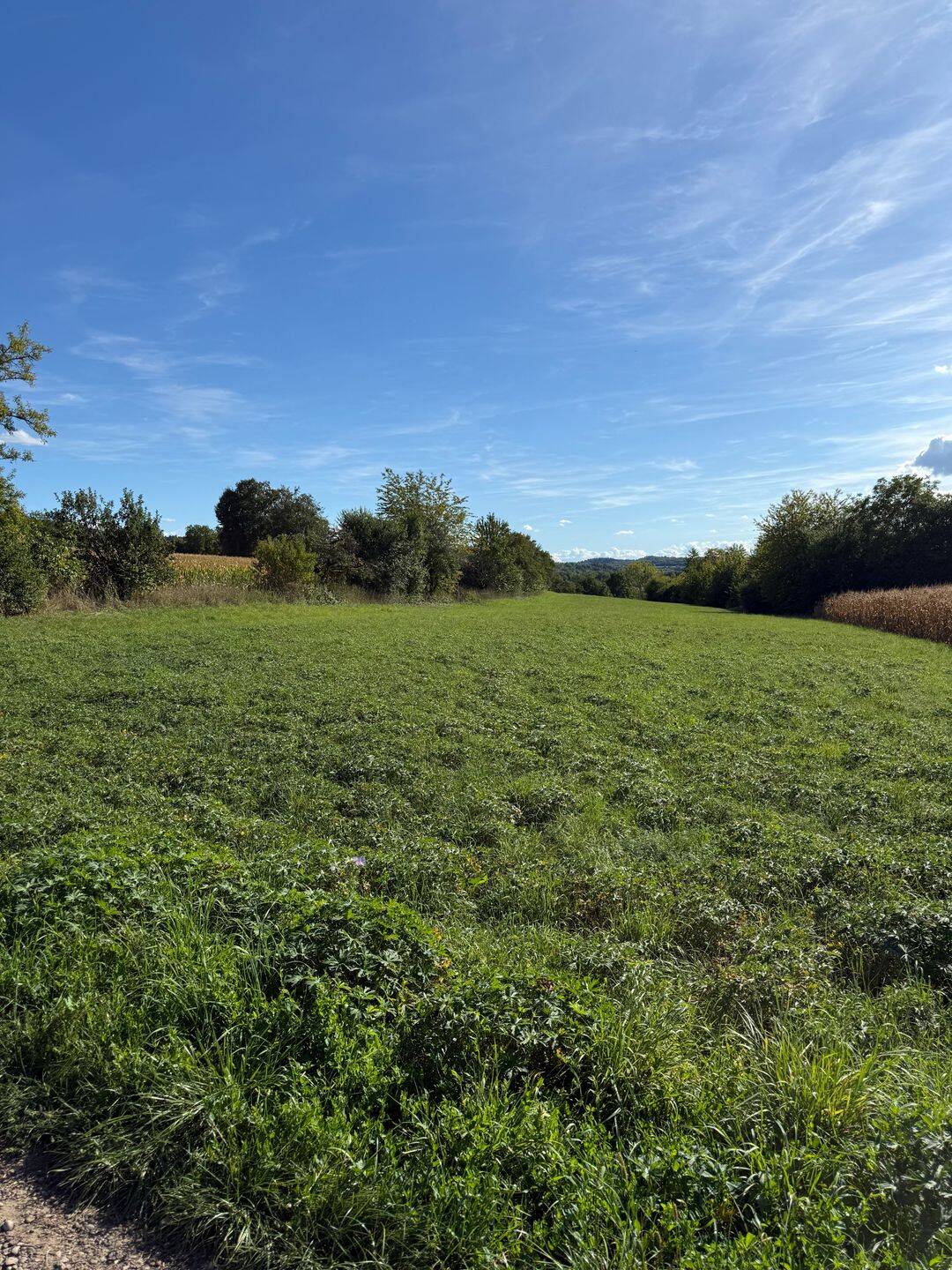 Attraktive Wiesenfläche mit herrlicher Aussicht nahe Broggingen – ca. 6.900 m², 79336 Herbolzheim