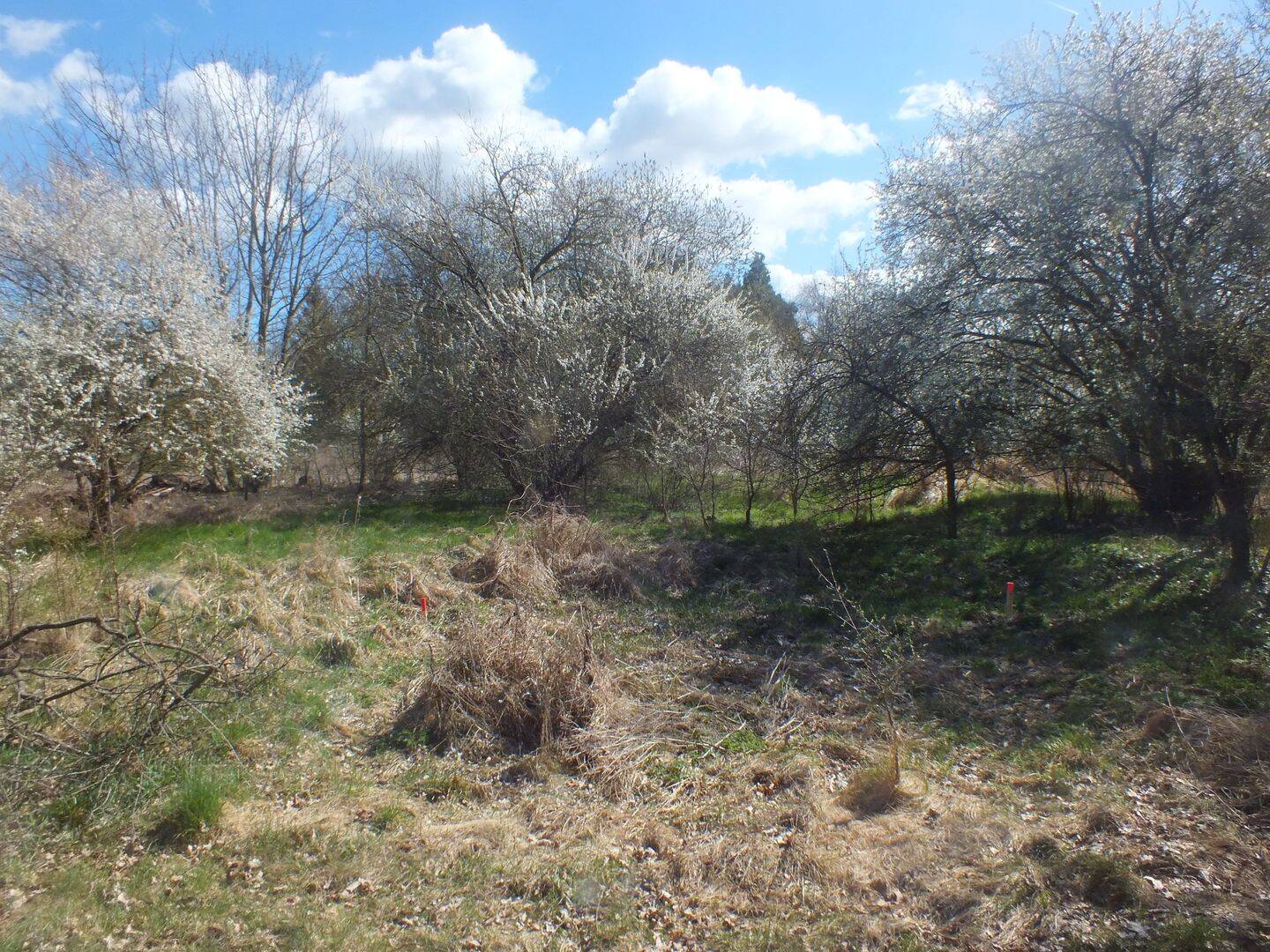 Provisionsfreie Grundstücke in der schönen Uckermark zu verkaufen!, 17268 Boitzenburger Land