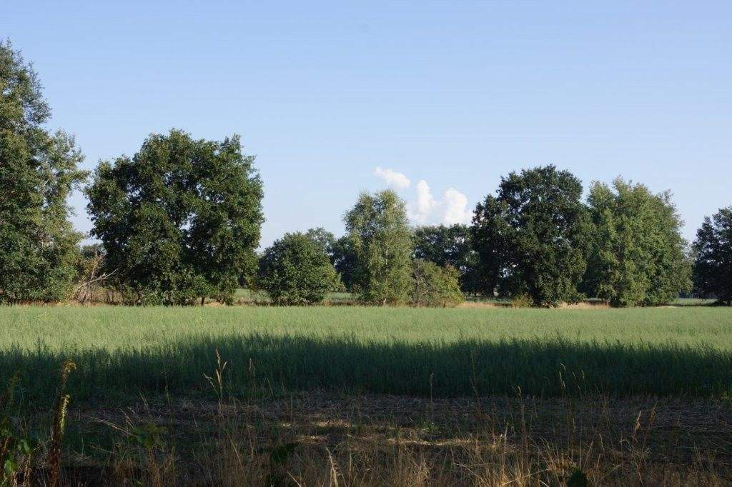 Neue Baugrundstücke in der Waldparksiedlung Gallinchen, 3051 Cottbus (Gallinchen Groß Gaglow Kahren Kiekebusch)