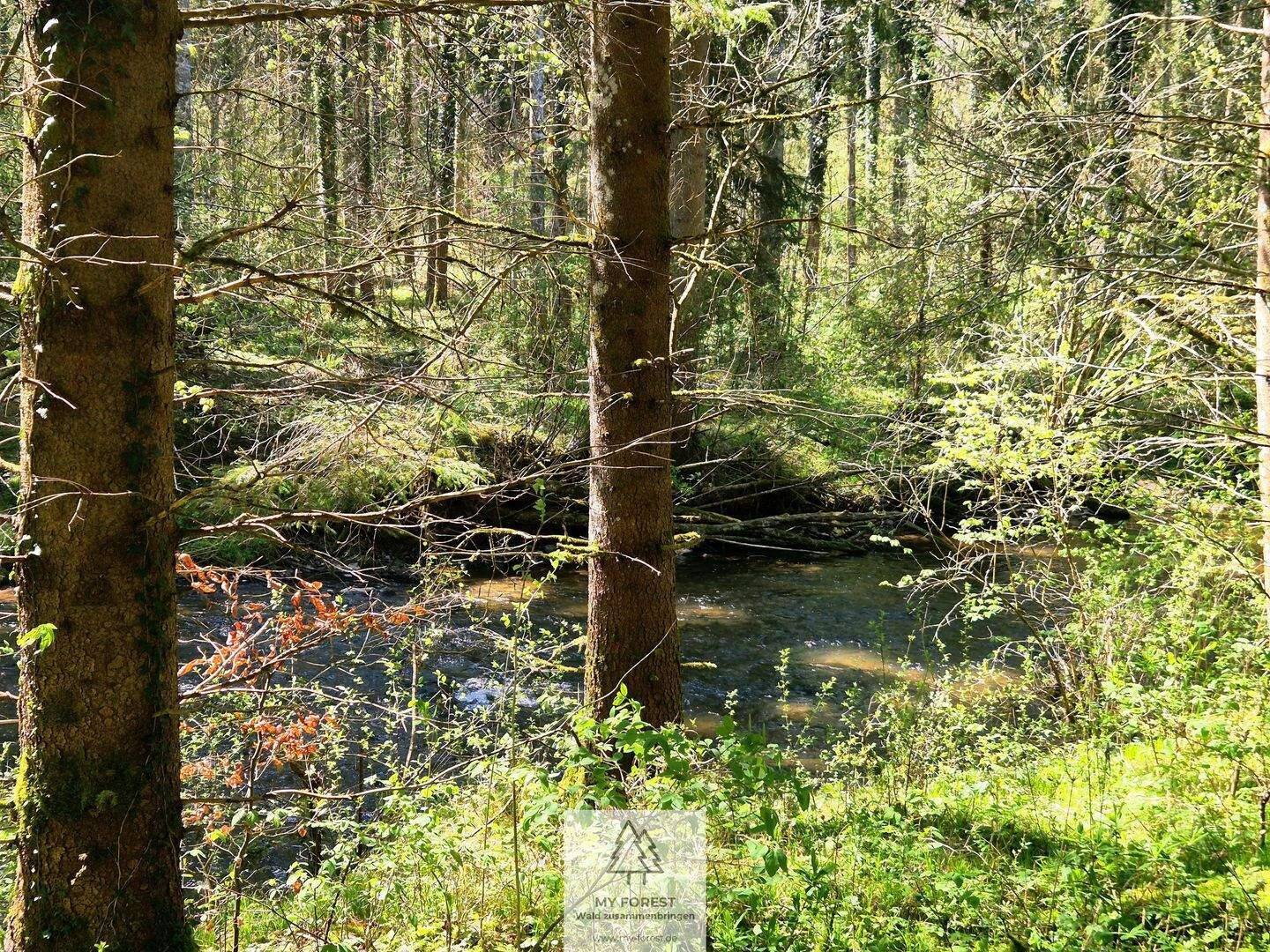 Vielfältige Waldfläche mit naturnahen Beständen im Tal der Wolfegger Ach, 88368 Bergatreute