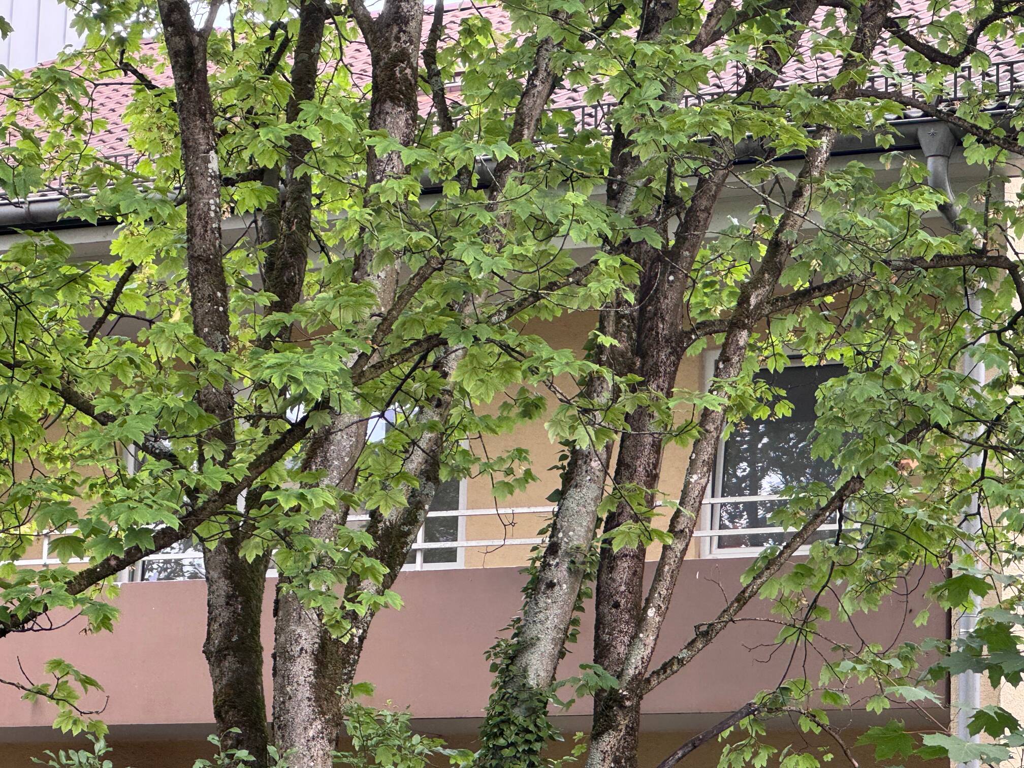 Hochwertig sanierte 3,5-Zimmer-Wohnung mit großem Süd-Balkon in München-Forstenried, 81475 München (Thalk. Obersendl.-Forsten-Fürstenr.-Solln)