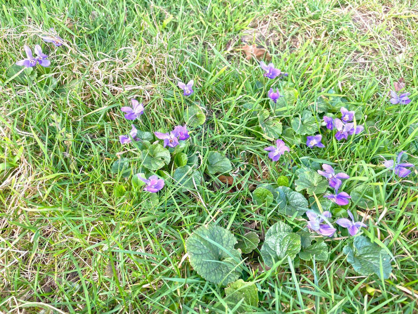 Baulücke in Siedlung in Fiestel, 32339 Espelkamp