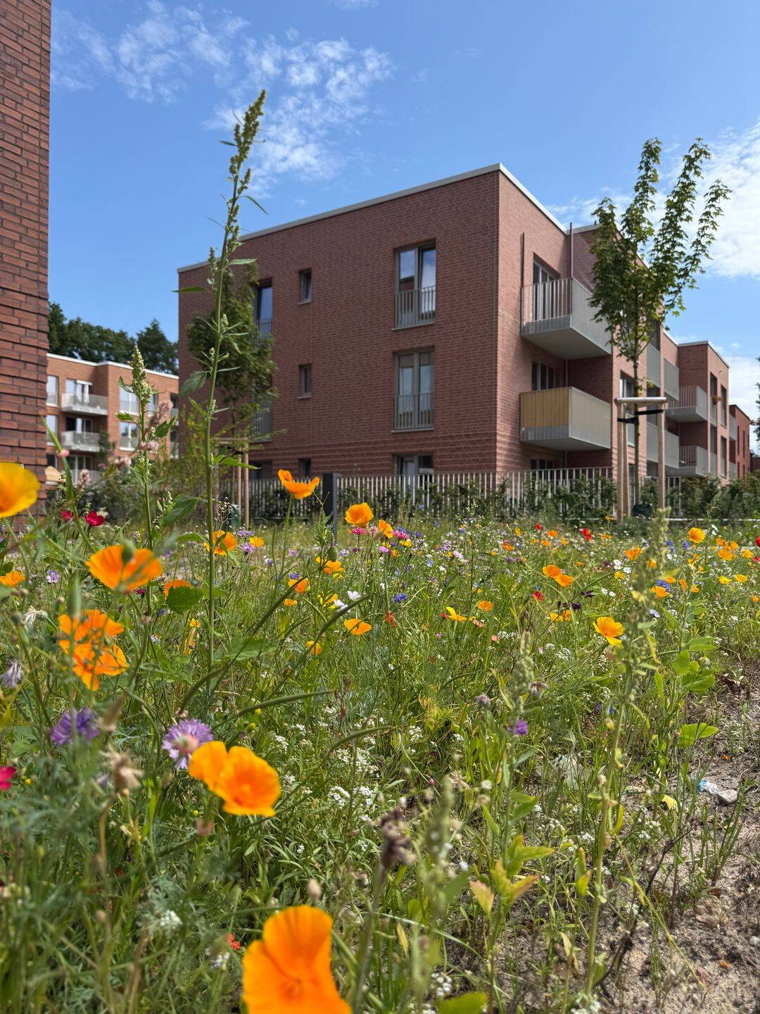Neubau Suurheid- Attraktive öffentlich geförderte Wohnung für 1 Person mit § 5-Schein, 22559 Hamburg (Altona Rissen)