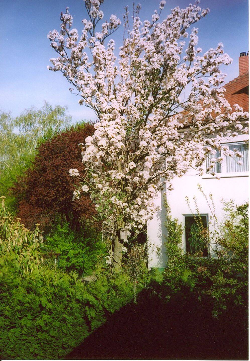 Hochwertiges, sehr gepflegtes Einfamilienhaus und Garten mit klarem Zuschnitt, 61118 Bad Vilbel