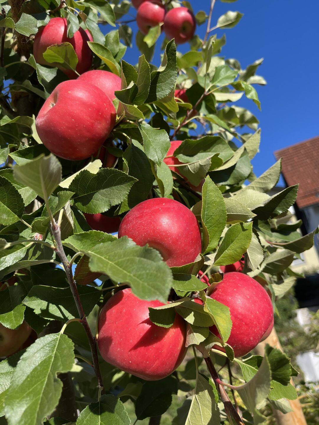 Schöner Bauplatz für ein schönes EFH auf einem Biohof zwischen Ravensburg und Friedrichshafen, 88074 Meckenbeuren