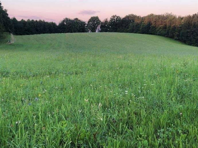 Naturraum D 65 – Ausgleichfläche durch Öko-Punkte, 86916 Kaufering