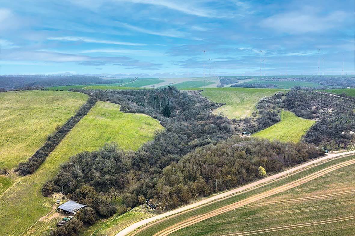 AUKTION: 5,9 ha Acker-/Grünland und Waldfläche, 99765 Heringen/Helme