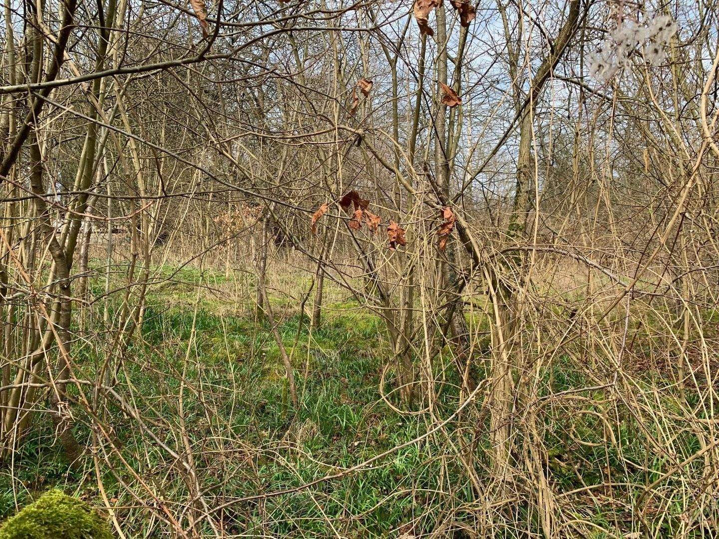 Baugrundstück in idyllischer und exponierter Randlage!, 37639 Bevern