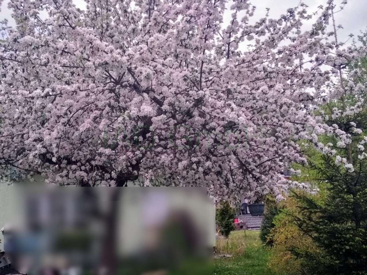 Grundstück zur Erholung mit einem Bungalow, gelegen in einer ruhigen Umgebung von Seifhennersdorf, 2782 Seifhennersdorf