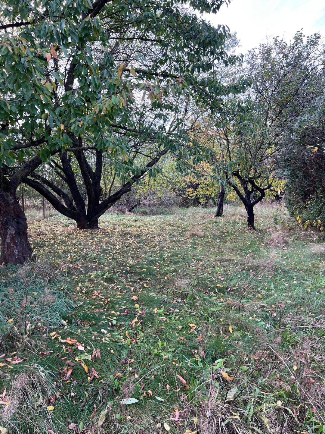 Großzügiges Traumgrundstück in Alt-Schmellwitz, 3044 Cottbus (Mitte Saspow Schmellwitz Sielow Ströbitz)