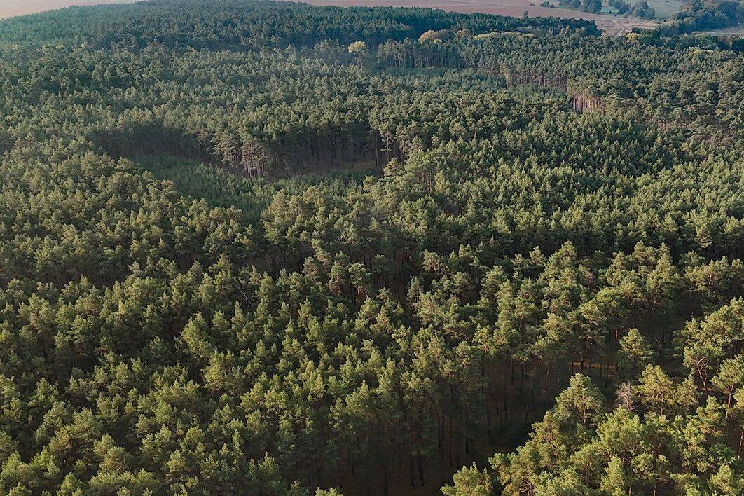 3,8 ha Forstliegenschaft, 14793 Ziesar